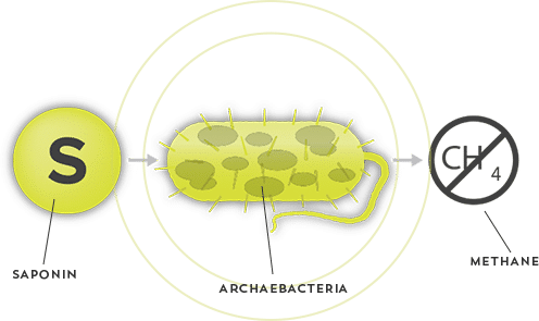 Get Rid of Bloating and Stomach Discomfort | How Atrantil Works