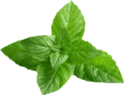 Mint-Leaf