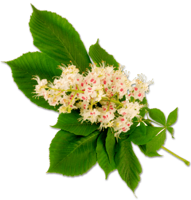 horsechestnut