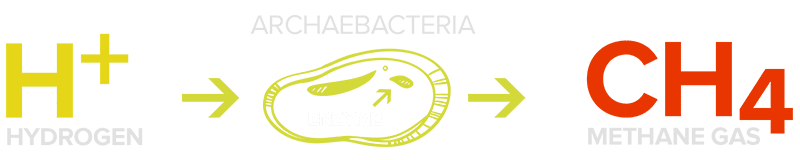 hydrogen-new1 Archaebacteria