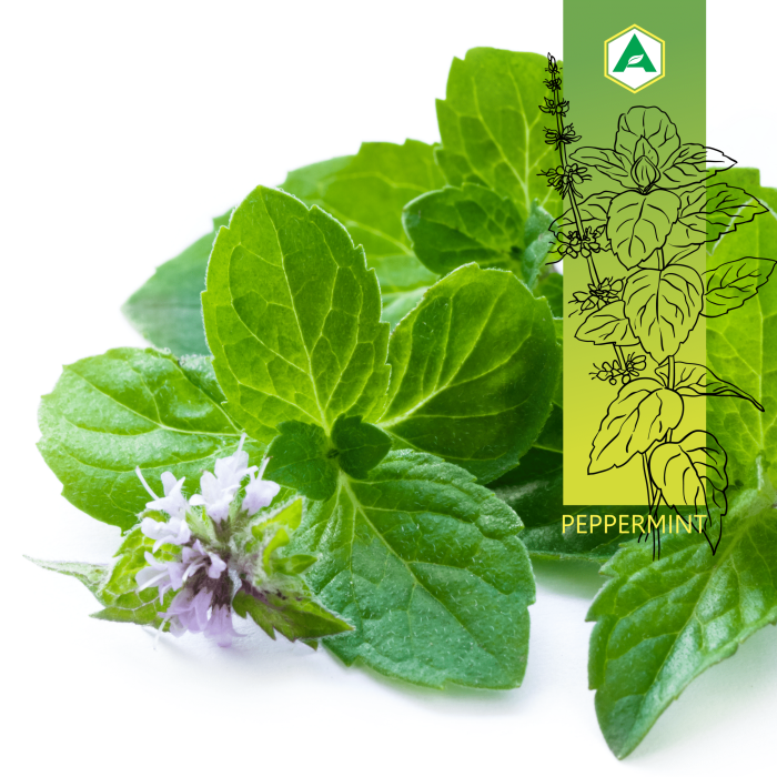 Peppermint Leaf What is it and what health benefits does it offer