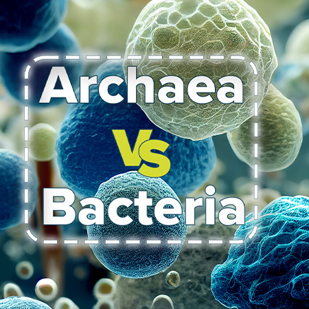 Archae vs Bacteria