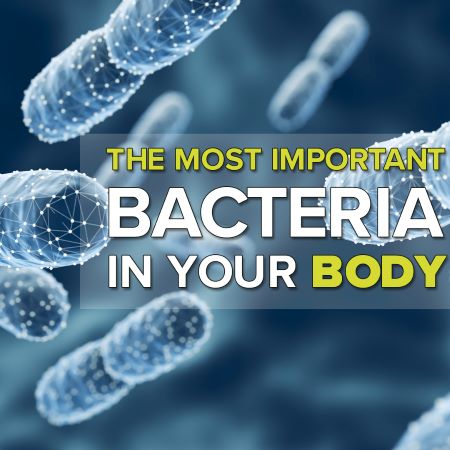 The Most Important Bacteria in Your Body