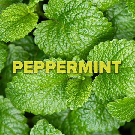 peppermint