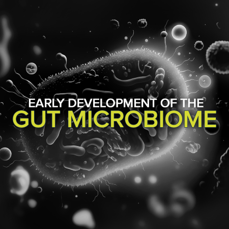 Early Development of the gut microbiome 