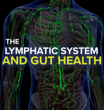 The Lymphatic System and Gut Health