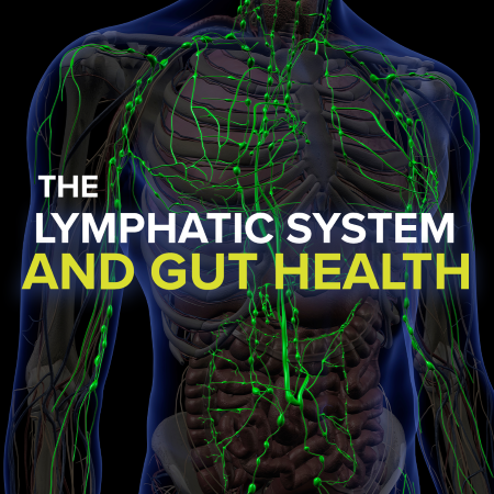 The Lymphatic System and Gut Health