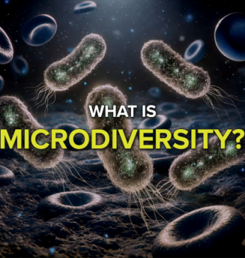 What is microdiversity?