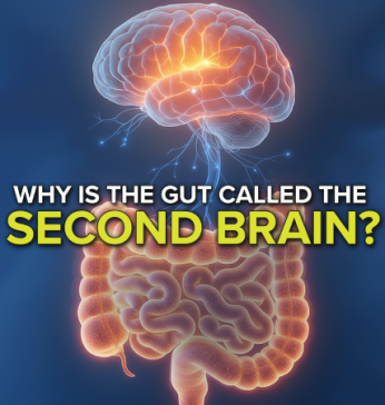 Why Is the Gut Called the Second Brain