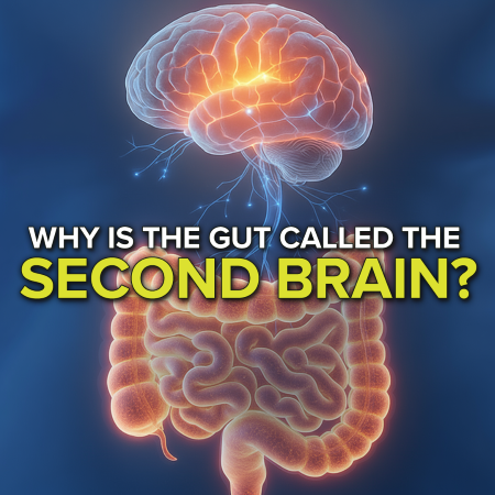 Why Is the Gut Called the Second Brain
