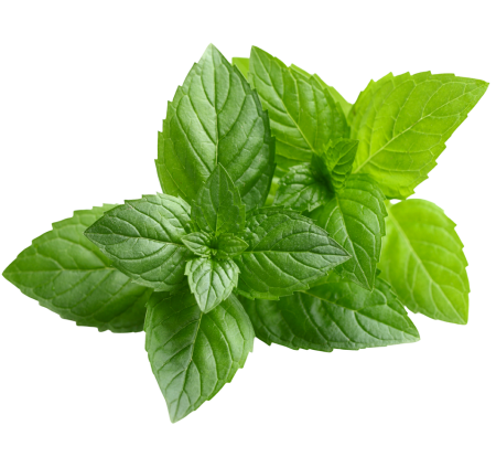Peppermint Leaf